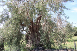 Sieli